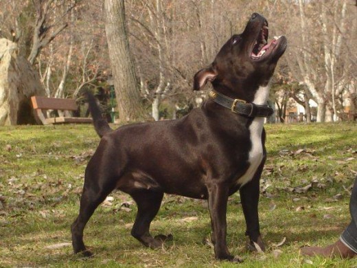 AWA AWA DE CHUSCAN
esta es nuestra querida "BELTZA"
ESCELENTE RATIO en competicion nacional
CAMPEONA DE NAVARRA : CCA/ CCE mejor ejemplar de raza y segunda mejor de grupo terrier.
Una joya en todos los sentidos.