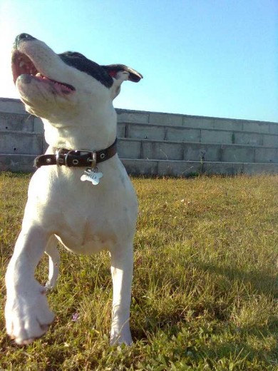 Bella en un día de juego en el parque, que musculos!!!