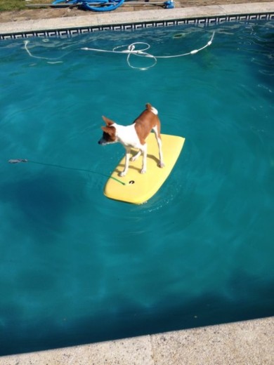 Perro Surfero