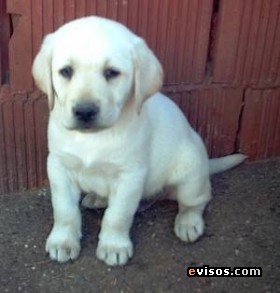 Este es mi perro Gaspar es muy jugeton
Ese dia estaba entrando , fue muy bonito ese dia 
chauu :*