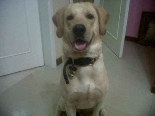 Champan (MACHO) LABRADOR RETRIVER.!! BUSCA NOVIA..!!!