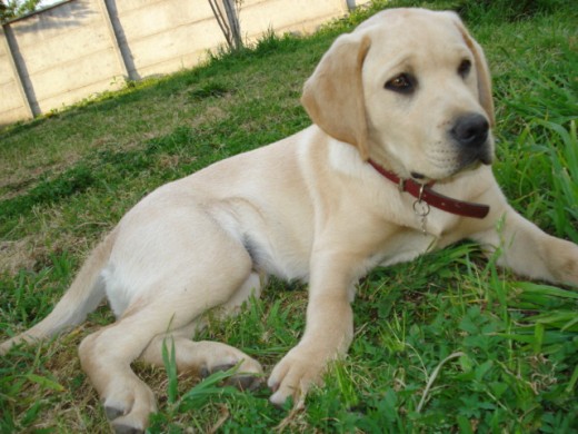 este es mi perro . "CAMPEÓN" TIENE 7 MESES. es super regalon . y a la ves algo destructor .. oka ..   Chileno 100%.  LABRADOR.