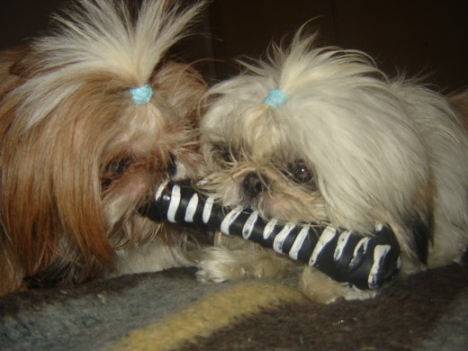 mis shih tzu, mis amores!!!!!