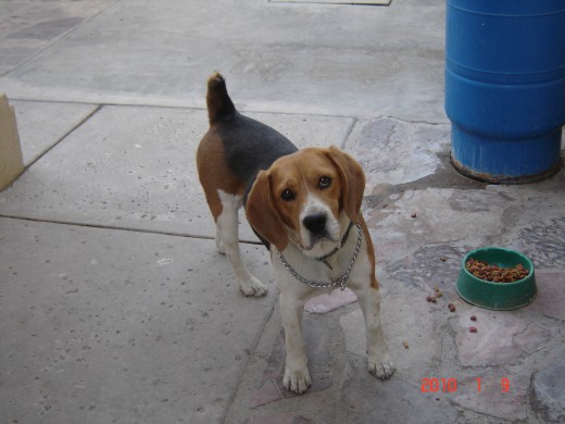 Soy Lou, soy un beagle con pedigree. Tengo soy un perrro joven y busco novia. SI te intereso contacta a mi dueno