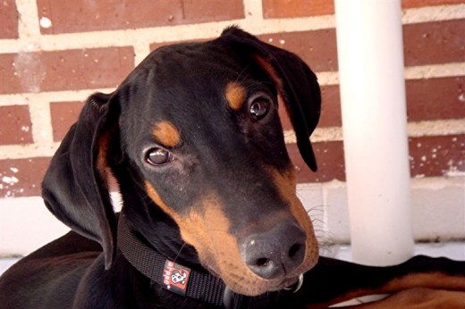 Thor de cachorro en uno de sus pocos momentos de tranquilidad