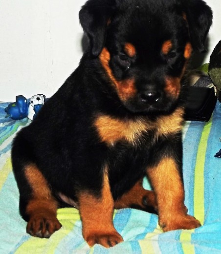 Kaiser 
3 meses