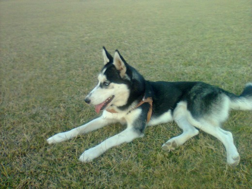 ella con su lenguita de fuera:D 