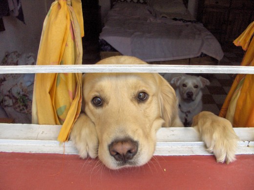 Simbad asomado por la ventana de mi cuarto que da al patio. La perrita blanca de atrás era la Honey (q.e.p.d. :( )