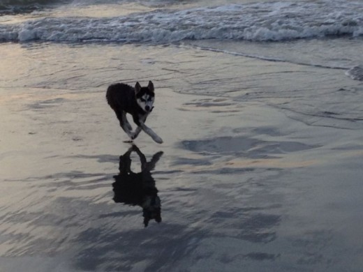 Zeus en la playa