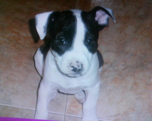 Zeus con 1mes y medio!!... Precioso!!! (L)