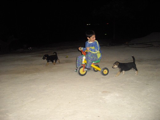 mi ermano con dos cachorro cruzado  de pastor aleman