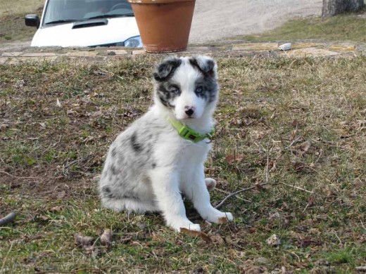 Y es que es el perrito que buscavamos!!