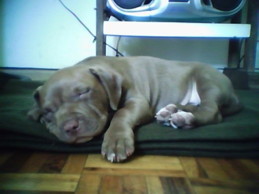 leo durmiendo