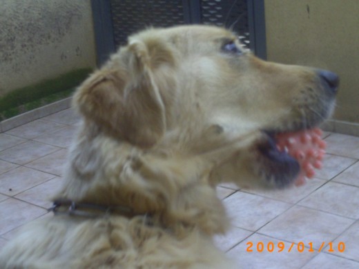 Norma con su pelota preferida