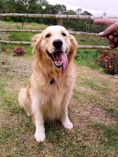 El perrito más cariñoso del mundo :)