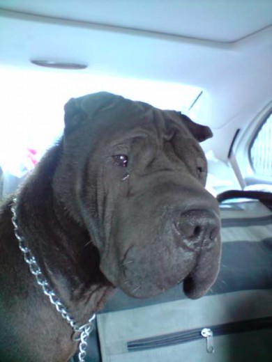 Aqui esta mi sharpei con año y medio