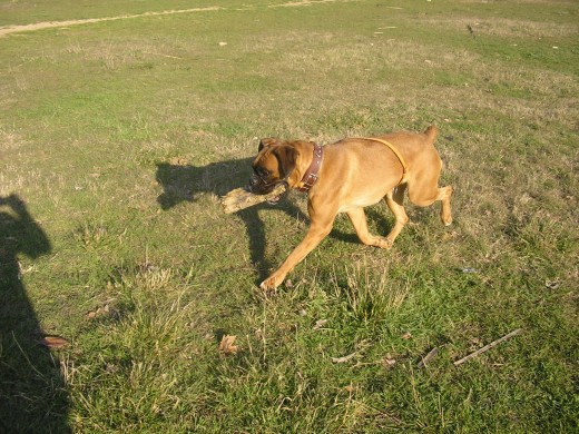 mi perra co  un palo que le encanta correr mucho