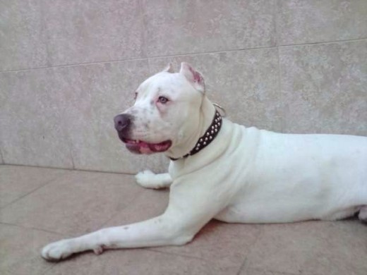 american pitbull terrier blanco de 8 meses