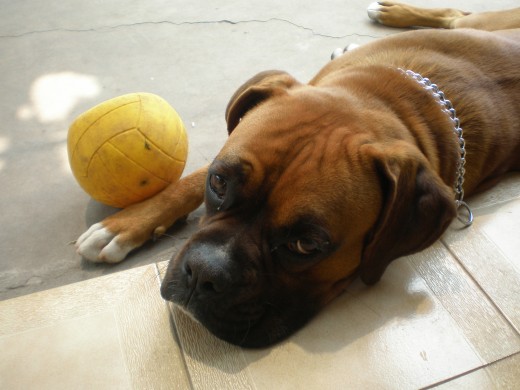 lio descansando despues de jugar con su pelota