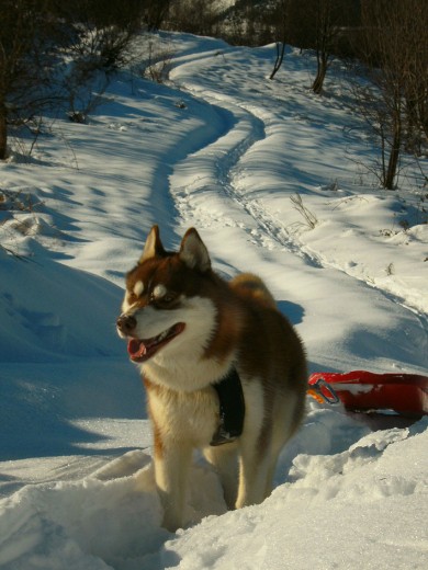 Jasper disfrutando de las montañas nevadas de Asturias. Está casi todos los días tirando del trineo, de la bici, corriendo por pistas de montaña...disfrutando como un lobo!