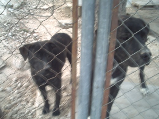 Tyson y Samba son casos urgentes que estan buscando -mejor juntos- un nuevo hogar familiar!! Los dos estaban abandonados por sus dueños y necesitan una persona que sabe educar esta raza!!!
Son muy agiles y jugetones! 
Pueden cuidar su casa! No con niños por la raza!
Como esta interesado: 630244168
o cuatropatas13@yahoo.es