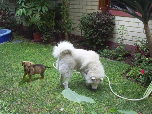 Esta foto es un montaje que hize juntando a mis 2 perros 