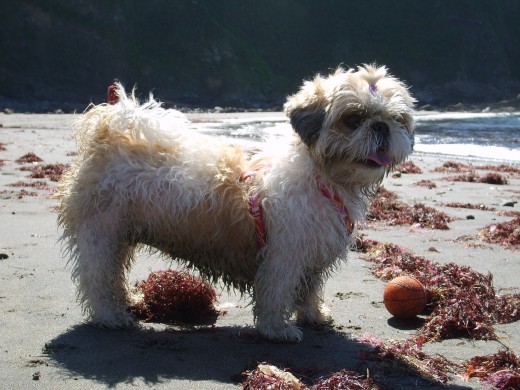 nuka en la playa,le encanta