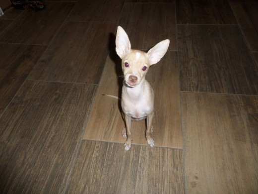 mi perro Chihuahua cabeza de venado tamaño mediano, mi perro no es pequeño