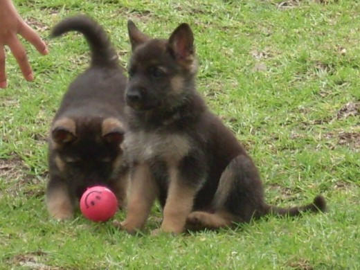 Max y Rex (Cachorros)