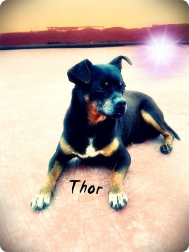 Mii pequeño Thor después de luchar con una tela de araña jajajaja xD!