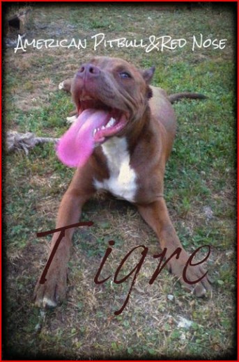 Tigre 6 meses .
Mi Pitbull de 6 meses