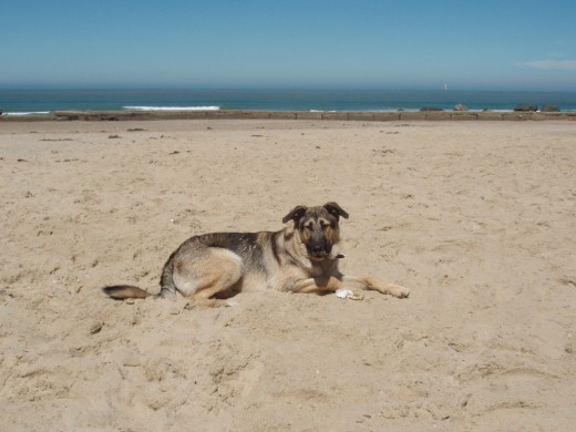 Yaki en la playa.