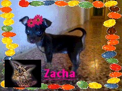 Hola mi nombre es Zacha soy alegre y divertida . me encanta comer y jugar mucho. 