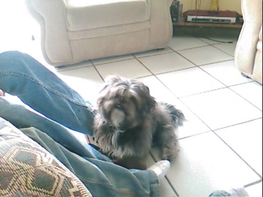 Este es mi Perro Shi-tzu
y busco perritas
pedigree para ke se crucen 
con el :D