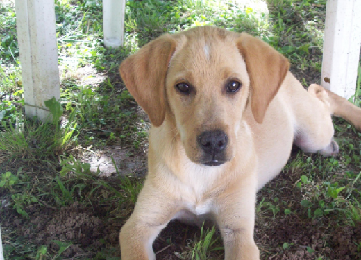 Cata, en su primer dia de estadia en la casa nueva.