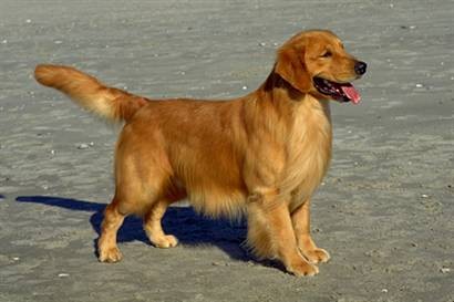 duky en la playa eee mirando a mi padre jejeje casi que no se deja tomar la foto de perfil