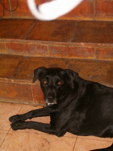 un perro muy querido aunque muy amargoso