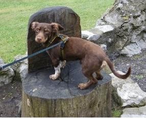 Dando un pequeño paseo, le parecio de los mas insolito este asiento echo con un tronco