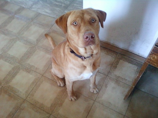 mi perro en esa foto de 1 año y medio 
se llama juli (es macho)
cruza de labrador y pittbull