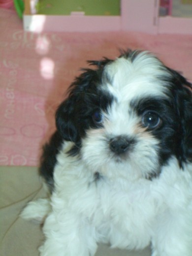 Soy un perrito precioso de raza Shih Tzu tengo 2 meses y me encanta el cabano, soy muy jugueton y dormilón.