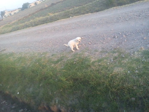 de camino a casa su primera caminata conmigo 