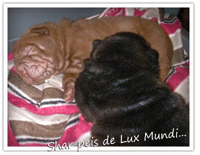 Cachorritos durmiendo - 15 días de edad