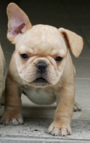 NUTIBARA BULLDOG  FRANCES