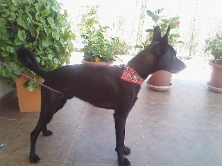 en adopcion