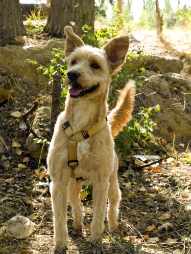 Aquí esta mirando un perro para poder ir a jugar es muy juguetón