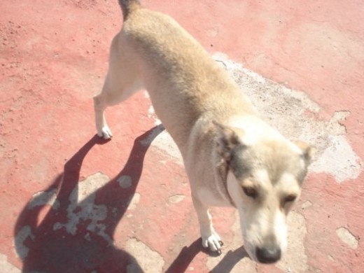 era hijo de una doberman y de un siberiano