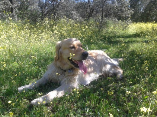 Disfrutando la primavera