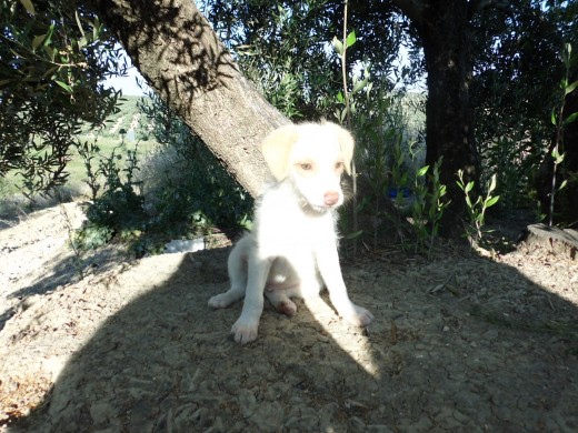 Hola, me llamo coco  y tengo 4 meses. Hace como 1 mes me encontraron en el campo junto con mis 4 hermanos y necesito un dueño que no me abandone ni me lleve a la perrera. Mi amiga Raquel nos da de comer y nos desparacita y estamos muy bien cuidados , solo que ella no puede adoptarnos porque ya tienen a 6 perritos mas. Por favor ayudednos. No somos perros de raza pero eso no es lo que importa ya que todos tenemos los mismos derechos de ser adoptados no? Llamen al 634231692 y contactar con nuestra amiga Raquel. Mil gracias! 