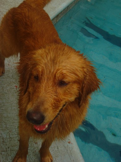 Le encanta el agua.. a diferencia de su hermano Cosmo!!