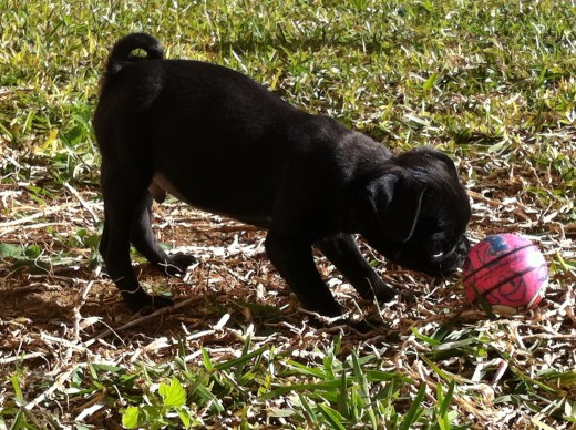 thor con 2 meses y medio